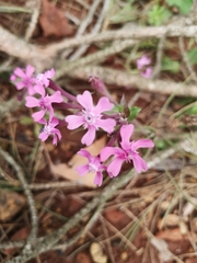 Silene aegyptiaca