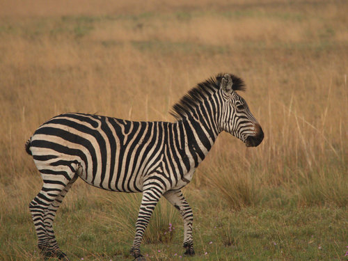 Grant’s Zebra