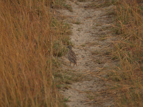 Turnix sylvaticus