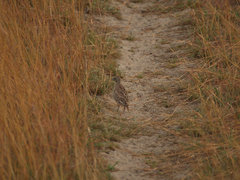 Turnix sylvaticus