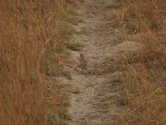 Turnix sylvaticus