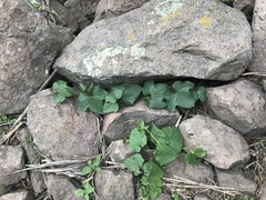 Dioscorea galeottiana