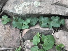 Dioscorea galeottiana