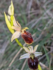 Ophrys exaltata