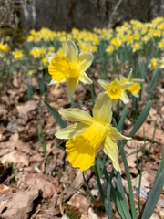 Narcissus pseudonarcissus pseudonarcissus