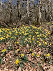 Narcissus pseudonarcissus pseudonarcissus
