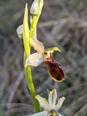 Ophrys exaltata