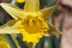 Narcissus pseudonarcissus pseudonarcissus