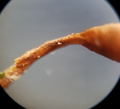Rhynchostegiella tenella