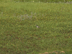 Vanellus crassirostris