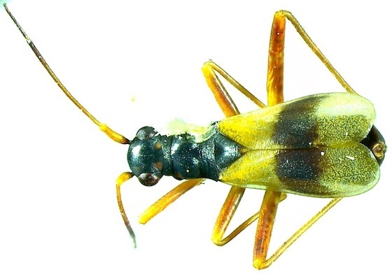 Mimoceps