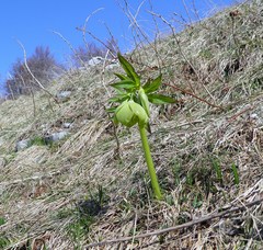 Helleborus odorus