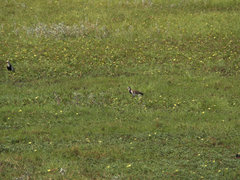 Vanellus crassirostris