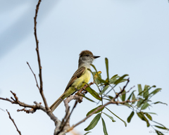 Myiarchus yucatanensis