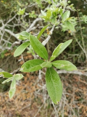 Quercus incana