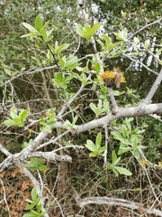 Quercus incana