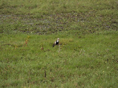 Vanellus crassirostris