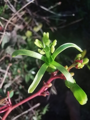 Passiflora viridiflora