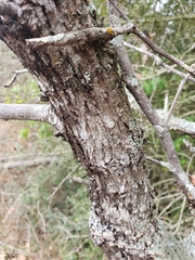 Quercus incana