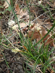 Carex halophila