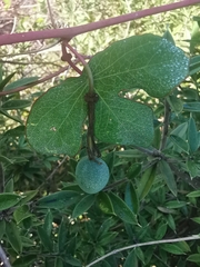 Passiflora viridiflora
