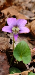 Viola walteri