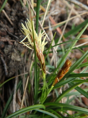 Carex halophila
