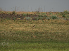 Centropus senegalensis