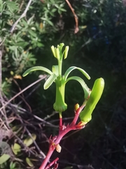 Passiflora viridiflora