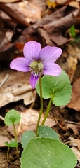 Viola walteri