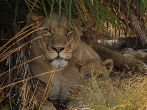 Southern Lion