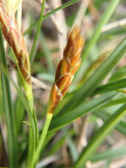 Carex halophila