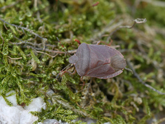 Palomena viridissima