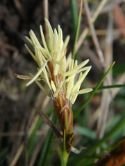 Carex halophila