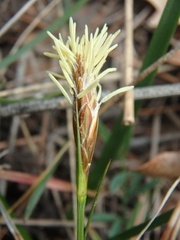 Carex halophila