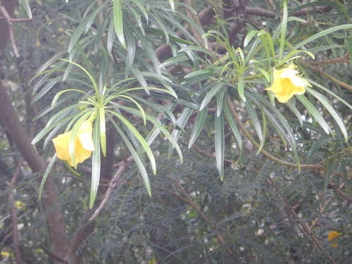 Cascabela thevetia