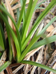 Carex halophila