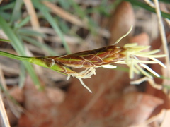Carex halophila