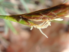 Carex halophila