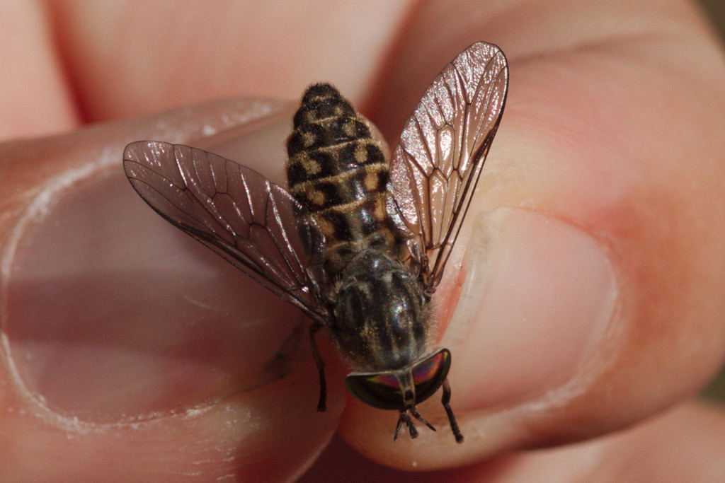 Downland Horsefly