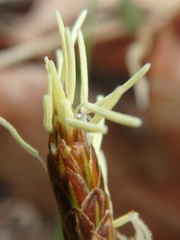 Carex halophila