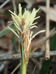 Carex halophila