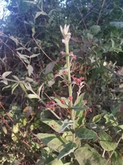 Crossopetalum