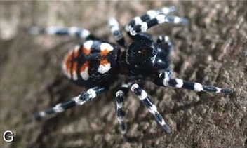 Loureedia annulipes