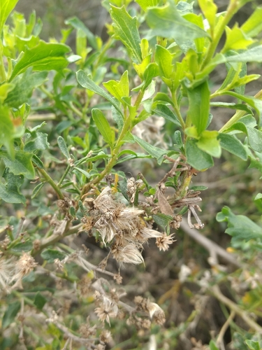 iNaturalist observation photo of coyote brush