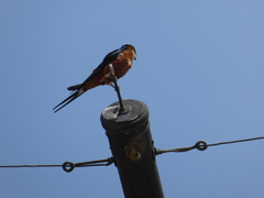 Cecropis senegalensis