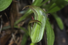 Pterostylis areolata