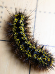Lophocampa argentata