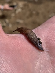 Deroceras reticulatum