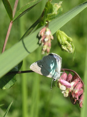 Glaucopsyche lycormas